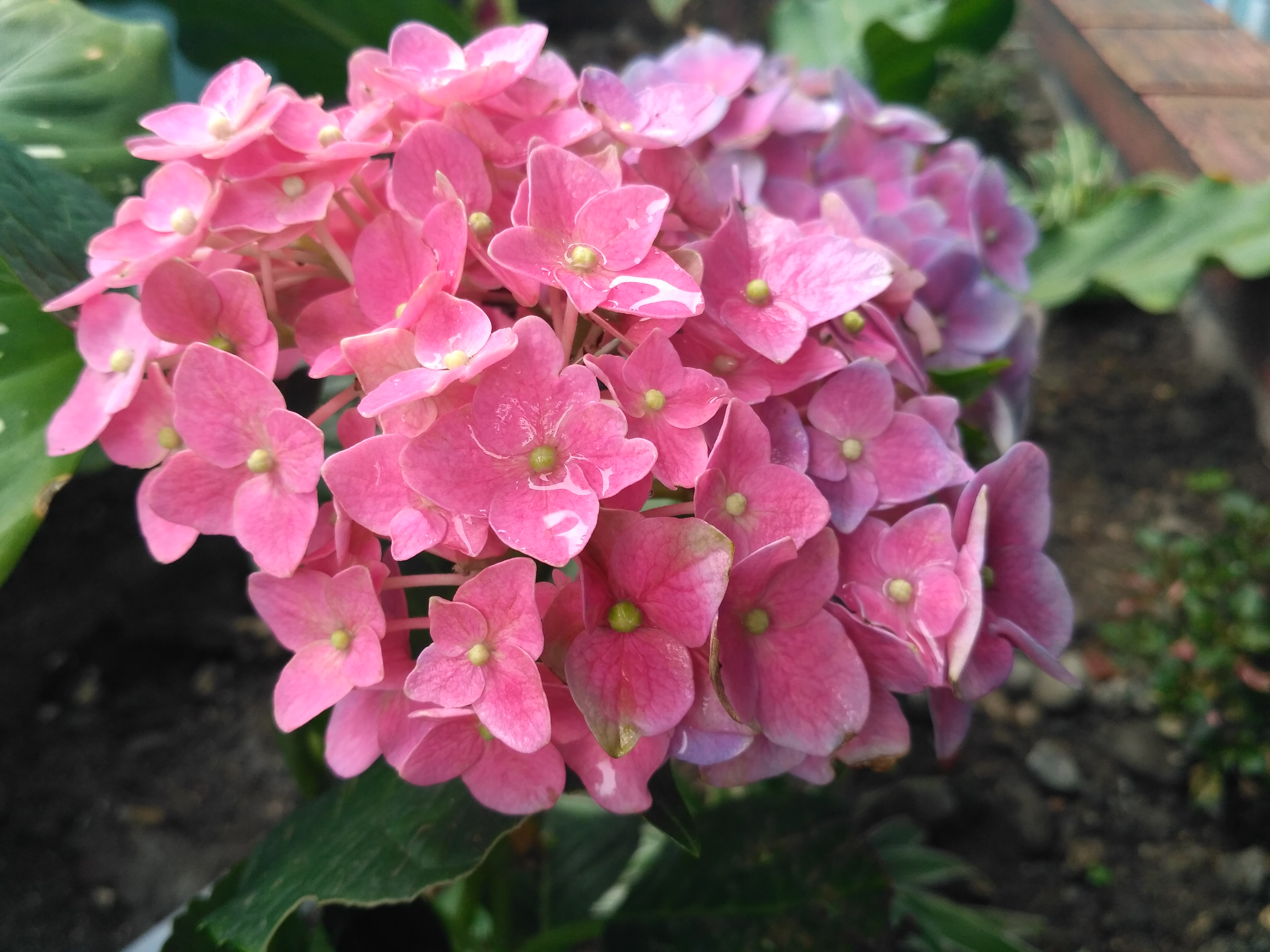 Mengintip Kecantikan Bunga Panca Warna Blog Munasyaroh Fadhilah